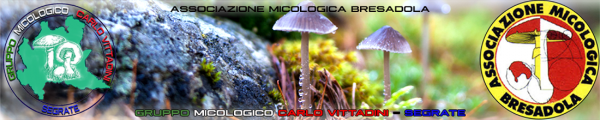 Gruppo Micologico Vittadini